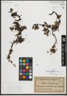 Foto von Salix serpyllifolia Scop.